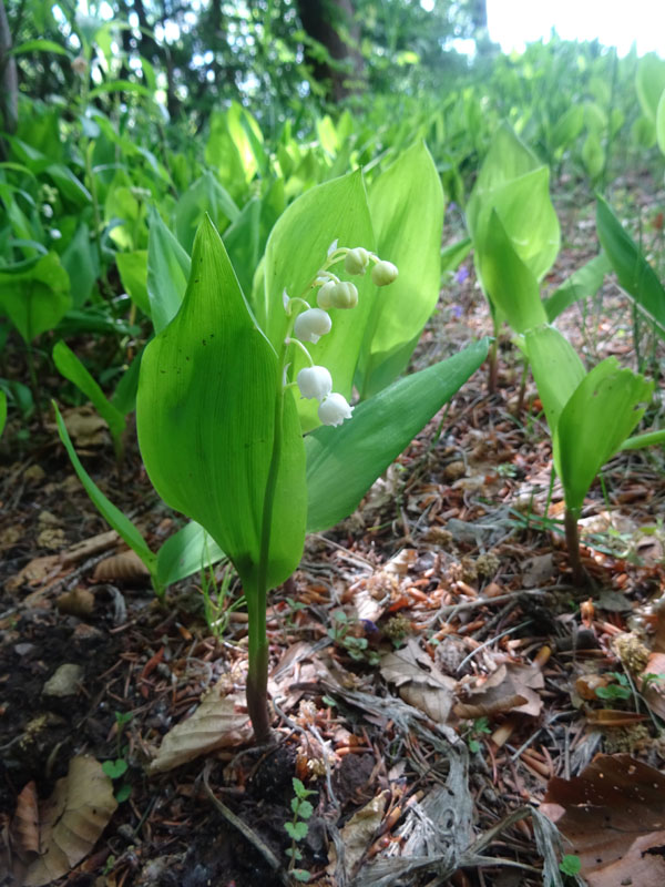 Convallaria majalis - Veratrum album e Cypripedium calceolus